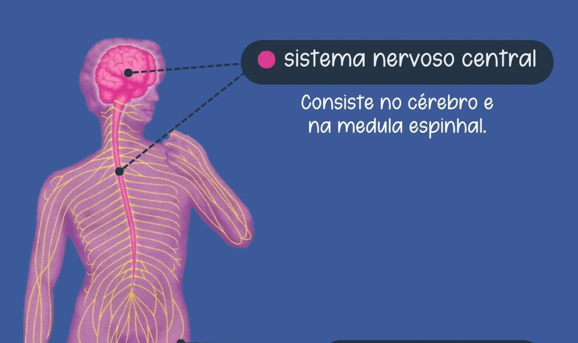 Sistema Nervoso Central