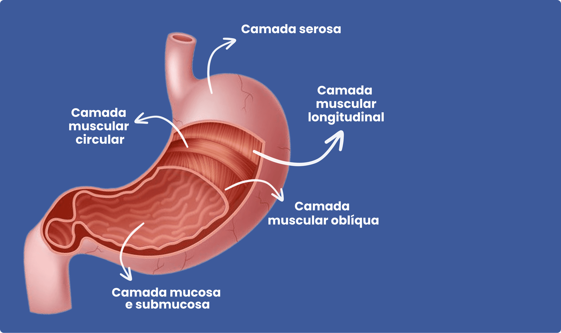 Sistema Nervoso Central