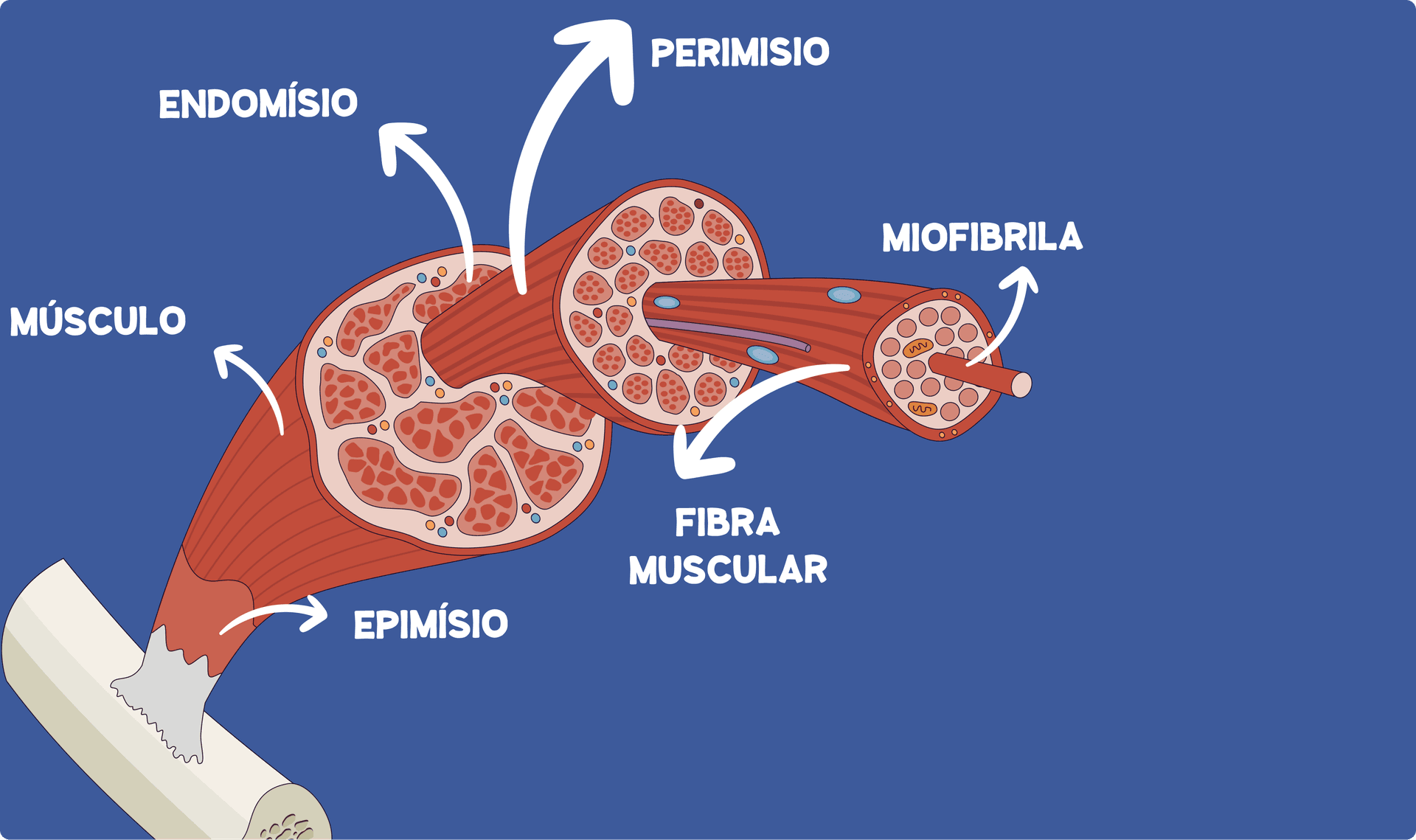 Sistema Nervoso Central